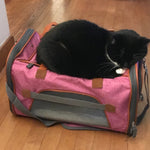 Black cat resting on an open Rosa Mr. Peanut’s Gold Series Standard pet carrier.